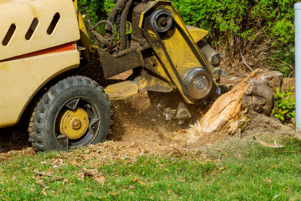 The Steps Involved in Our Tree Care Process in Charleston, SC